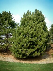 Сосна Чёрная (Pinus Nigra) купить по цене от 270.00р. в интернет-магазине «Посадика» с доставкой почтой в в Няганье и по всей России – [изображение №1].