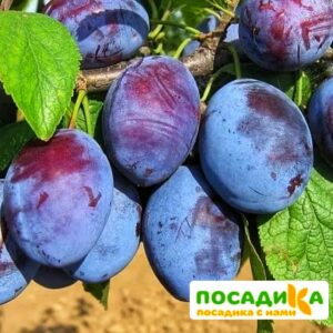 Слива Чачакская ранняя купить по цене от 229.00р. в интернет-магазине «Посадика» с доставкой почтой в в Няганье и по всей России – [изображение №1].