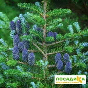 Пихта корейская (Abies koreana) купить по цене от 450.00р. в интернет-магазине «Посадика» с доставкой почтой в в Няганье и по всей России – [изображение №1].