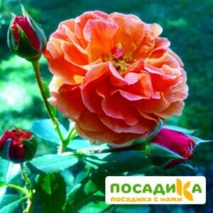 Роза Арабия купить по цене от 350.00р. в интернет-магазине «Посадика» с доставкой почтой в в Няганье и по всей России – [изображение №1].