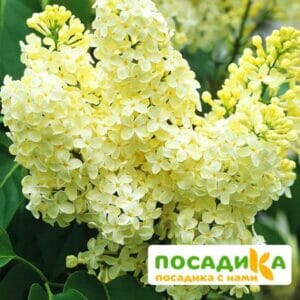 Сирень Примроуз (Primrose) купить по цене от 529.00р. в интернет-магазине «Посадика» с доставкой почтой в в Няганье и по всей России – [изображение №1].