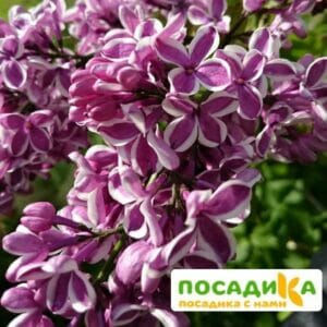 Сирень Сенсация купить по цене от 529.00р. в интернет-магазине «Посадика» с доставкой почтой в в Няганье и по всей России – [изображение №1].