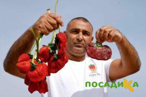 Клубника Гигант Джорнея купить по цене от 266р. в интернет-магазине «Посадика» с доставкой почтой в в Няганье и по всей России – [изображение №1].