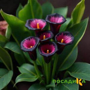 Калла Аура Лейс купить по цене от 400р. в интернет-магазине «Посадика» с доставкой почтой в в Няганье и по всей России – [изображение №1].