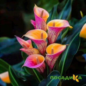 Калла Оникс купить по цене от 450р. в интернет-магазине «Посадика» с доставкой почтой в в Няганье и по всей России – [изображение №1].