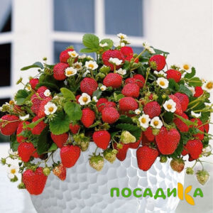 Клубника Рубиновый Шепот (горшечная) купить по цене от 240р. в интернет-магазине «Посадика» с доставкой почтой в в Няганье и по всей России – [изображение №1].