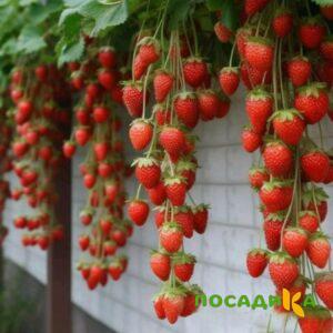 Клубника вьющаяся Комплимент купить по цене от 470р. в интернет-магазине «Посадика» с доставкой почтой в в Няганье и по всей России – [изображение №1].