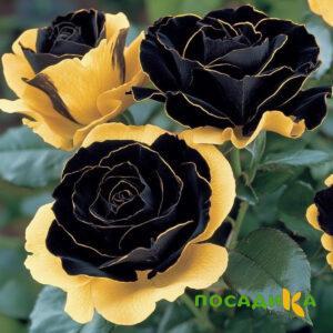 Роза Ханни Сикл купить по цене от 700р. в интернет-магазине «Посадика» с доставкой почтой в в Няганье и по всей России – [изображение №1].