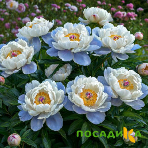 Пион акварельный Этюд купить по цене от 806р. в интернет-магазине «Посадика» с доставкой почтой в в Няганье и по всей России – [изображение №1].