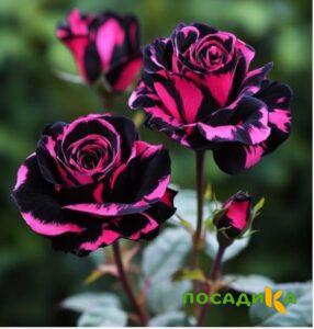 Роза Багровый Шепот купить по цене от 366р. в интернет-магазине «Посадика» с доставкой почтой в в Няганье и по всей России – [изображение №1].