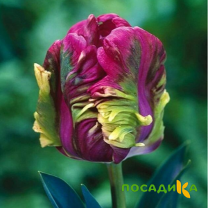 Тюльпан Экзотик Хэвен купить по цене от 186р. в интернет-магазине «Посадика» с доставкой почтой в в Няганье и по всей России – [изображение №1].