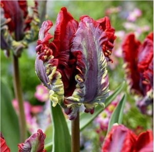 Тюльпан Рококо купить по цене от 350р. в интернет-магазине «Посадика» с доставкой почтой в в Няганье и по всей России – [изображение №1].