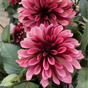 Георгин Перли Сансет купить по цене от 309р. в интернет-магазине «Посадика» с доставкой почтой в в Няганье и по всей России – [изображение №1].