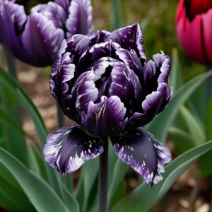 Тюльпан Индиго купить по цене от 600р. в интернет-магазине «Посадика» с доставкой почтой в в Няганье и по всей России – [изображение №1].