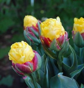 Тюльпан Айс Крим Банана купить по цене от 360р. в интернет-магазине «Посадика» с доставкой почтой в в Няганье и по всей России – [изображение №1].