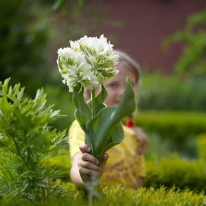 Тюльпан Супер Пэррот купить по цене от 360р. в интернет-магазине «Посадика» с доставкой почтой в в Няганье и по всей России – [изображение №1].