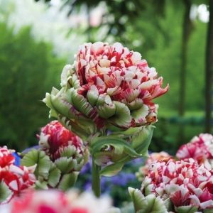 Тюльпан Дабл Флеминг Берд купить по цене от 249р. в интернет-магазине «Посадика» с доставкой почтой в в Няганье и по всей России – [изображение №1].