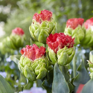 Тюльпан Бычий Глаз купить по цене от 275р. в интернет-магазине «Посадика» с доставкой почтой в в Няганье и по всей России – [изображение №1].