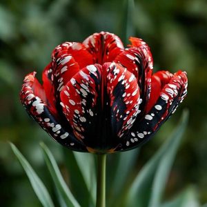 Тюльпан Вельвет Файер купить по цене от 394р. в интернет-магазине «Посадика» с доставкой почтой в в Няганье и по всей России – [изображение №1].