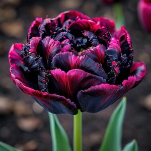 Тюльпан Фламинго купить по цене от 500р. в интернет-магазине «Посадика» с доставкой почтой в в Няганье и по всей России – [изображение №1].