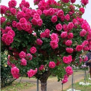 Роза Версаля купить по цене от 232р. в интернет-магазине «Посадика» с доставкой почтой в в Няганье и по всей России – [изображение №1].