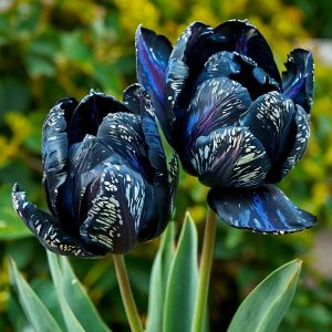 Тюльпан Блю Фог купить по цене от 500р. в интернет-магазине «Посадика» с доставкой почтой в в Няганье и по всей России – [изображение №1].