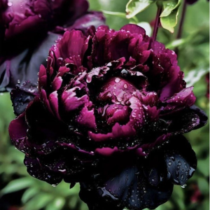 Пион Темный Сад купить по цене от 421р. в интернет-магазине «Посадика» с доставкой почтой в в Няганье и по всей России – [изображение №1].