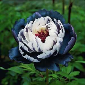 Пион Древовидный Инь-Янь купить по цене от 419р. в интернет-магазине «Посадика» с доставкой почтой в в Няганье и по всей России – [изображение №1].