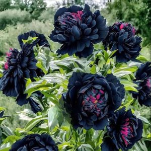 Пион древовидный Сердце Афродиты купить по цене от 600р. в интернет-магазине «Посадика» с доставкой почтой в в Няганье и по всей России – [изображение №1].