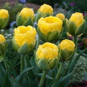 Тюльпан махровый Ванила Коп купить по цене от 159р. в интернет-магазине «Посадика» с доставкой почтой в в Няганье и по всей России – [изображение №1].