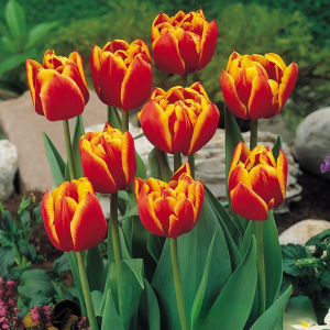 Тюльпан Блэк Фаер купить по цене от 275р. в интернет-магазине «Посадика» с доставкой почтой в в Няганье и по всей России – [изображение №1].