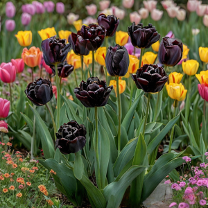Тюльпан махровый Рейдинс Дарк купить по цене от 230р. в интернет-магазине «Посадика» с доставкой почтой в в Няганье и по всей России – [изображение №1].