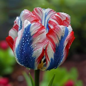 Тюльпан Ремс Сенсейшн купить по цене от 219р. в интернет-магазине «Посадика» с доставкой почтой в в Няганье и по всей России – [изображение №1].