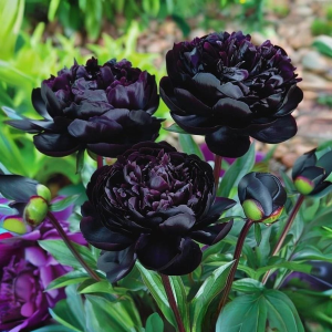 Пион Королевский Бархат купить по цене от 419р. в интернет-магазине «Посадика» с доставкой почтой в в Няганье и по всей России – [изображение №1].