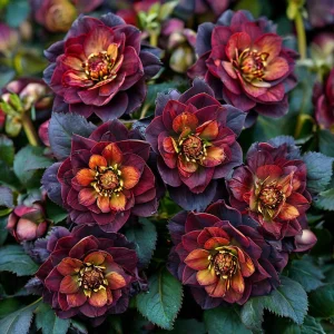 Морозник Сноу Дроп купить по цене от 348р. в интернет-магазине «Посадика» с доставкой почтой в в Няганье и по всей России – [изображение №1].