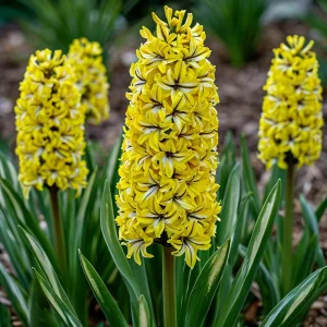 Гиацинт Сансет Голд купить по цене от 2099р. в интернет-магазине «Посадика» с доставкой почтой в в Няганье и по всей России – [изображение №1].