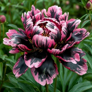 Пион Дроп Руби купить по цене от 469р. в интернет-магазине «Посадика» с доставкой почтой в в Няганье и по всей России – [изображение №1].