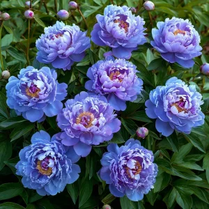 Пион Голубой лотос купить по цене от 590р. в интернет-магазине «Посадика» с доставкой почтой в в Няганье и по всей России – [изображение №1].