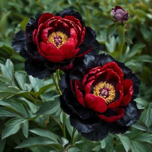 Пион Эбеновый Рубин купить по цене от 419р. в интернет-магазине «Посадика» с доставкой почтой в в Няганье и по всей России – [изображение №1].