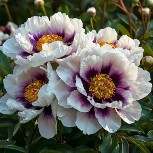 Пион Эко Саммер купить по цене от 548р. в интернет-магазине «Посадика» с доставкой почтой в в Няганье и по всей России – [изображение №1].