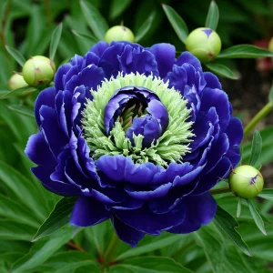 Пион Дримвивер купить по цене от 417р. в интернет-магазине «Посадика» с доставкой почтой в в Няганье и по всей России – [изображение №1].