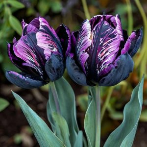 Тюльпан Блэк Каньон купить по цене от 305р. в интернет-магазине «Посадика» с доставкой почтой в в Няганье и по всей России – [изображение №1].