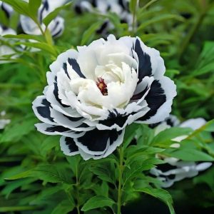 Пион Монохромный Шик купить по цене от 429р. в интернет-магазине «Посадика» с доставкой почтой в в Няганье и по всей России – [изображение №1].