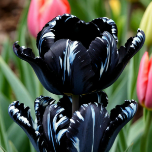 Тюльпан Шелк Нуар купить по цене от 219р. в интернет-магазине «Посадика» с доставкой почтой в в Няганье и по всей России – [изображение №1].