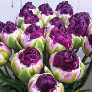 Тюльпан Анаконда купить по цене от 450р. в интернет-магазине «Посадика» с доставкой почтой в в Няганье и по всей России – [изображение №1].