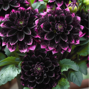 Георгин Лаванда Лейс купить по цене от 679р. в интернет-магазине «Посадика» с доставкой почтой в в Няганье и по всей России – [изображение №1].