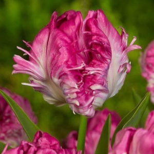 Тюльпан махровый Кул Кристал купить по цене от 400р. в интернет-магазине «Посадика» с доставкой почтой в в Няганье и по всей России – [изображение №1].