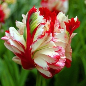 Тюльпан Эстелла Рижнвельд купить по цене от 500р. в интернет-магазине «Посадика» с доставкой почтой в в Няганье и по всей России – [изображение №1].