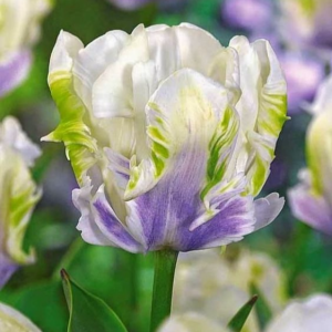 Тюльпан Уайт Лизарт купить по цене от 360р. в интернет-магазине «Посадика» с доставкой почтой в в Няганье и по всей России – [изображение №1].