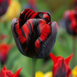 Тюльпан Блэк Перрот купить по цене от 351р. в интернет-магазине «Посадика» с доставкой почтой в в Няганье и по всей России – [изображение №1].